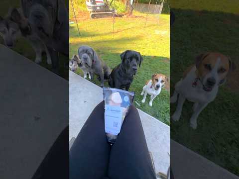 Feeding my 4 dogs beef femur bones 🦴🥩🐶 #dogbones #dogs #beef #carnivore #carnivorediet #raw