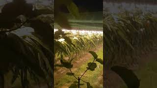 #ড্রাগন_ফল #song #hindisong #music #love #unfrezzmyaccount #pawarholakhalidhobijatimere #bollywood