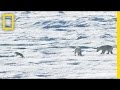 Life and Challenges of Polar Bears in the Arctic