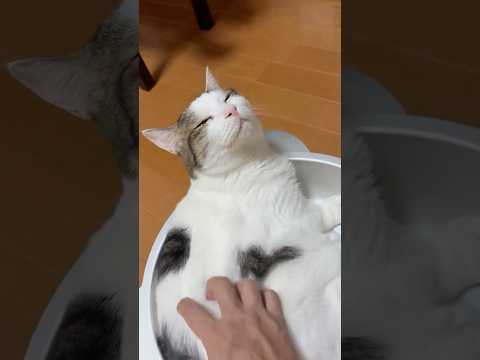 猫の動画サムネイル - そこっ、めっちゃ気持ちええわぁ
