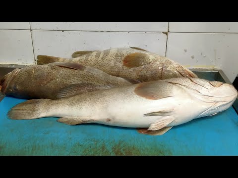 20 kg hamour fillet making skill👌🇦🇪Abhijith KL44 is live