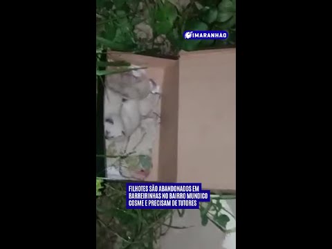 Filhotes são abandonados em Barreirinhas no bairro Mundico Cosme e precisam de tutores