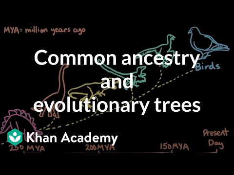 Common ancestry and evolutionary trees | Evolution | Middle school biology | Khan Academy