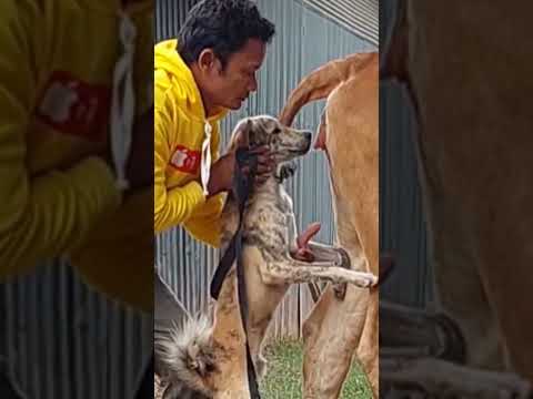 Cows and dogs crossbreed to create new breeds