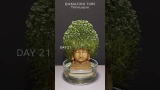 Growing chia seeds with buddha statue timelapse #garden #amazingtimelapse #gardening