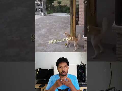 Dog Can't Believe His Eyes! 😲 (House takes a road trip) #shorts #entertainment #pets #shortsfeed