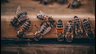 Amazing scientific facts about honey bees in the Holy Quran.