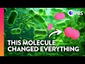 The Evolution of Life on Earth