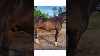 Come meet Dutton at Traveller's Rest Farm Sanctuary Hughesville Maryland!❤️