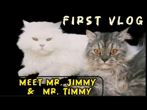 MEET Mr. Jimmy and Mr. Timmy, the FURRY FELINE DUO @catoolover4540