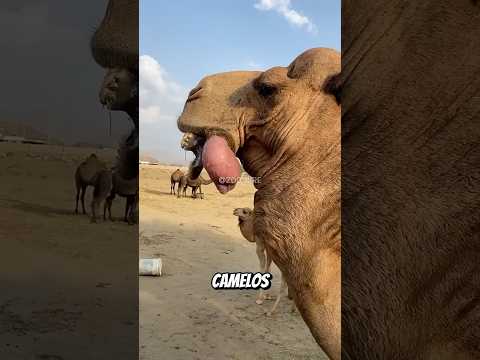 Animais que nunca PERDOAM! #curiosidades #animal #bichos #animais