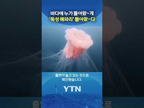 전국 연안 해파리 경보 #shorts / YTN