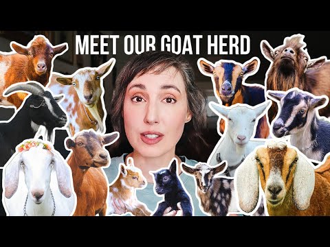 Every Goat We've Ever Loved 🐐 (and Who's Still With Us)