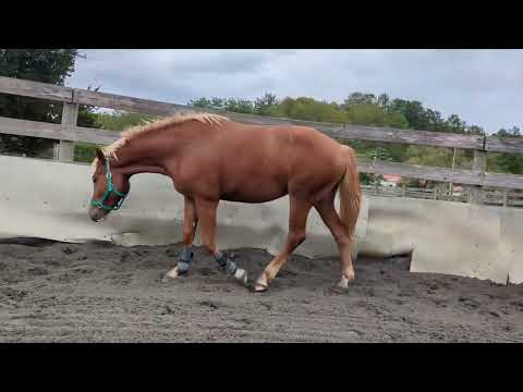 販売中*2才牝ジャスパー 2025/09/25 軽運動