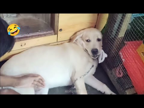 plastic nahi de raha 😩❤️ Labrador dog funny video 🐕❤️