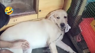plastic nahi de raha 😩❤️ Labrador dog funny video 🐕❤️