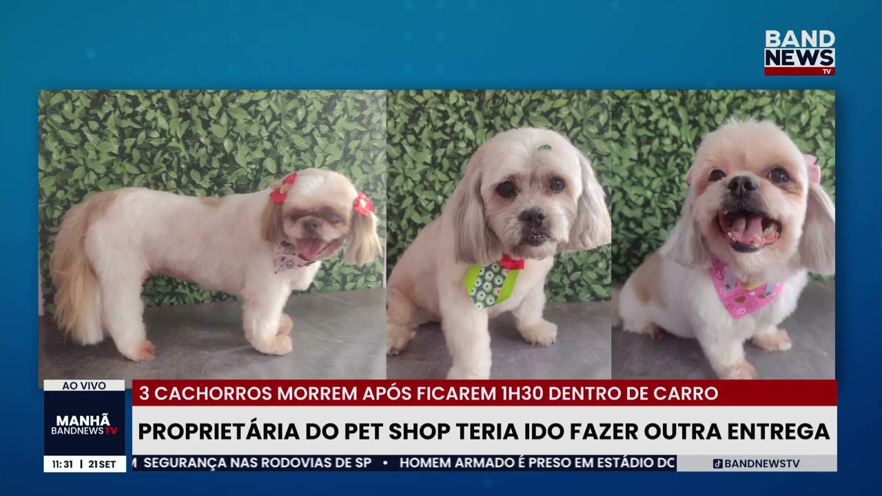 Proprietária do pet shop teria ido fazer outra entrega | BandNews TV