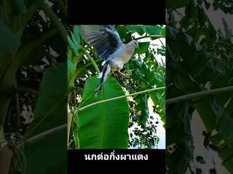 นกเขาใหญ่ต่อกิ่งbirdstekukurthailandนกเขาใหญ่ต่อดินต่อนกเขาใ