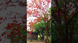 flame tree/fire tree
