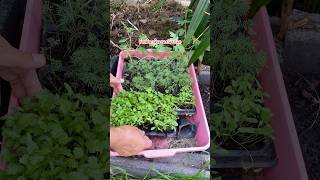 มาย้ายต้นกล้าลงแปลงปลูกกันนะเพื่อนๆ😊#ปลูกผัก #ผักชี #ผักชีลาว #ปลูกแตงโม #ลูกผักภูเก็ต