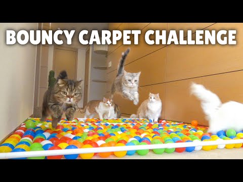 Bouncy Carpet Challenge! | Kittisaurus