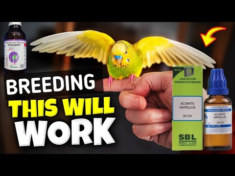 How to Prepare birds for Breeding