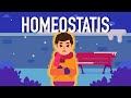 Exploring the Concept of Homeostasis