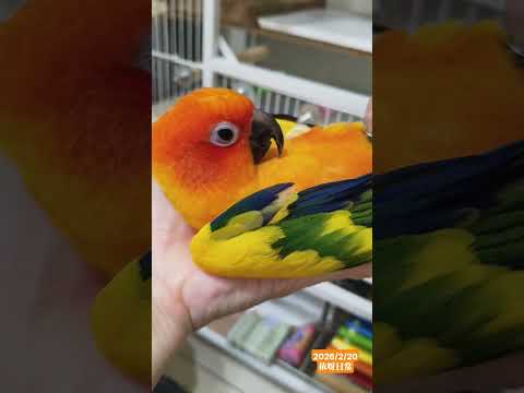 怪僻？？？［2026/2/20依呀日常］  #紀錄的美好 #金太陽 #parrot