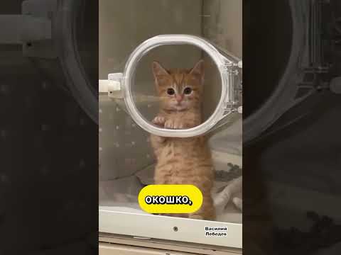 Этот котёнок слишком милый 😍