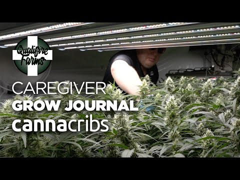Cannabis Caregiver IPM - Qualifire Farms Caregiver Grow Journal - Canna Cribs
