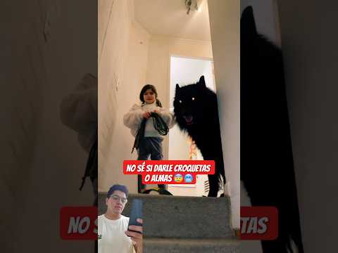 Se desparasitan o se exorcizan? 😰😂 #video #shorts #viral #fyp #parati #funny #humor #mascotas