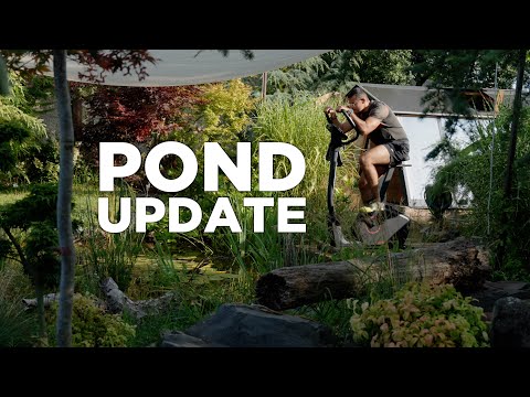 Transforming Our Garden Pond: New Koi, Plants, and Filtration Upgrades!