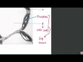Plant Cell Structures and Functions
