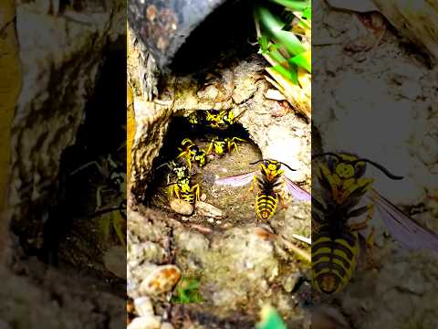 Underground ASSASSIN Wasps! Yellow Jacket Ground nest removal! #hornetking #shorts #viral