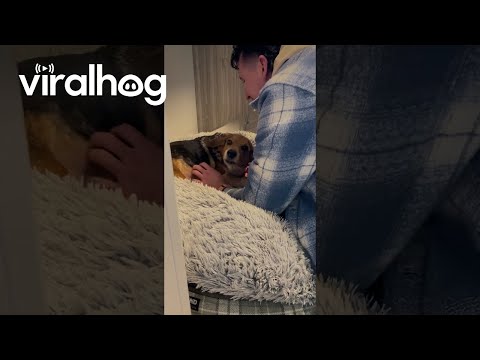 Family Dog Reunited With Human Brother || ViralHog