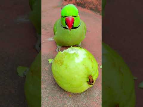 talking parrot 🦜 amazing eating show 😁 #talkingparot #parrot #petbird #funny #nonstoptalkingparrot
