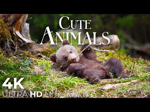 Cute Baby Animals &#128059; 4K - Relaxation Film with Peaceful Relaxing Music and Animals Video Ultra HD