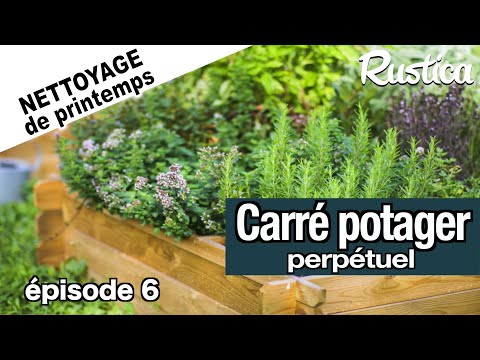 Carrés potager perpétuels au printemps -6- le thym, un allié contre les parasites