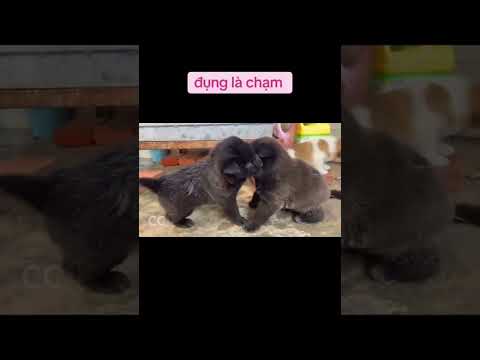 Bé tí đã đánh nhau rồi 😂😂 #viral #dog #dogs #memes #viralvideo #dexuatyoutube