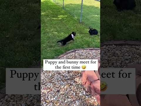 Funny and cute dogs compilation#funnydogs#cute#doglover#doglife#cure#dogshorts#pet#doglife#dogshorts