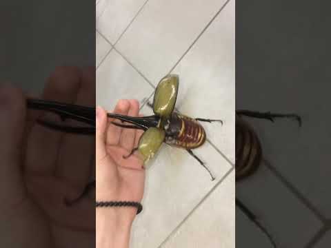 Flying Hercules beetle