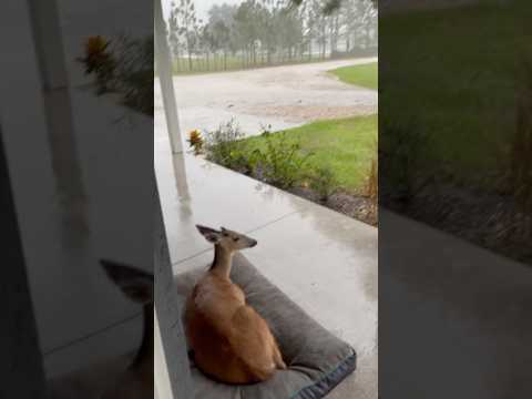 Deer Keeps Stealing Dog's Bed