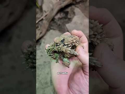 Dragon?#animal #cute