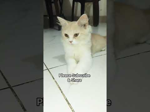 Cat Videos | Kitty meowing | #cat #cutecates #kitten #cute #shorts #shorts #shotfeed #viral  #cat