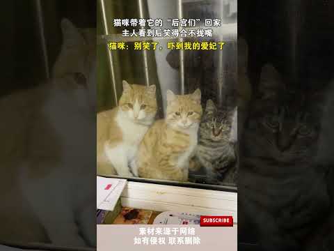 貓咪帶著它的「後宮們」回家,主人看到後笑得合不攏嘴,貓咪:別笑了,嚇到我的愛妃了 #cuteanimal #cute #pets #funny#萌宠 #宠物