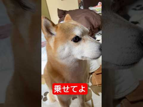 真夏で暑いのに圧をかけて膝上に乗ってきた柴犬 #柴犬 #shibainu