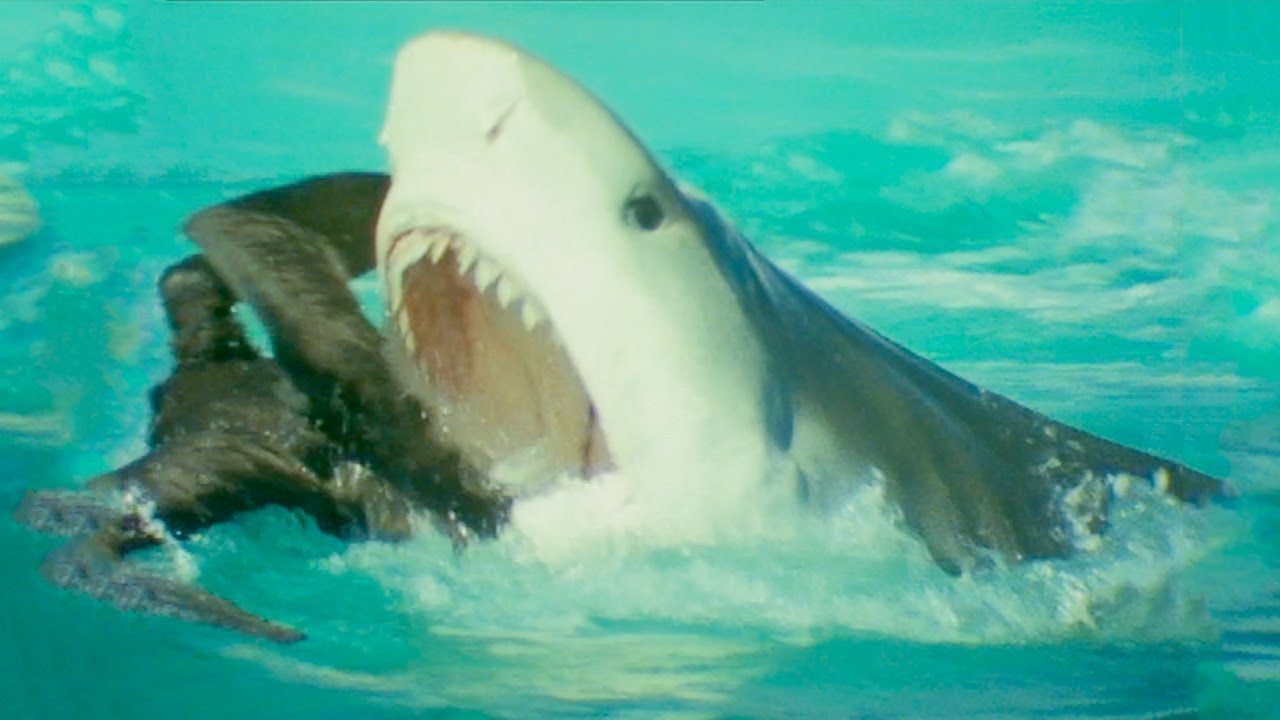 #1 Bird Vs Shark Trials Of Life BBC Earth