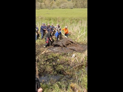 Rescuers free cow burried in mud in Northwest Oregon