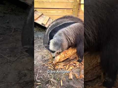 The eternal enemy of ants #shorts #shortsvideos