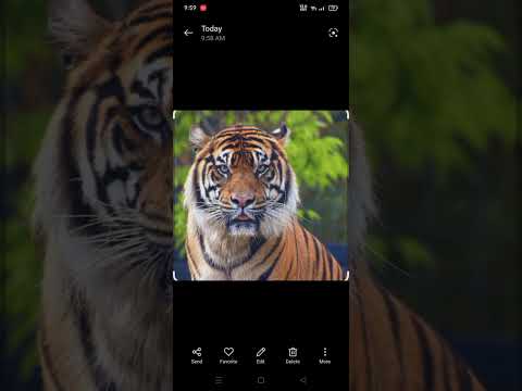 like and subscribe for more#return#tiger